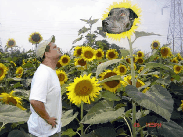 dog's head inside a sunflower