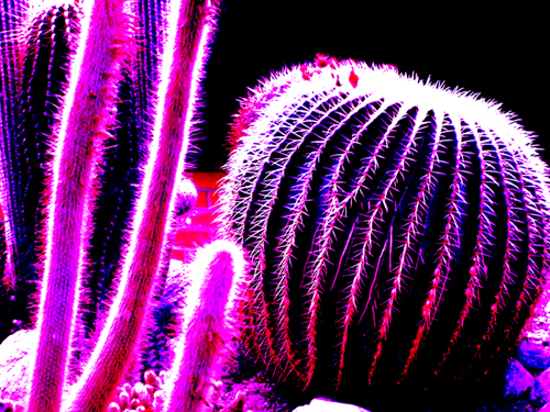 cactus image two