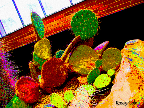 cactus image four